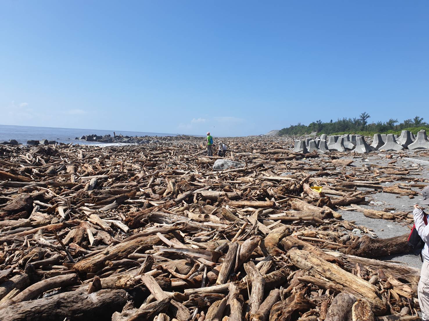 颱風白鹿帶來的漂流木開放撿拾　台東縣府公告：9月10日起至10月9日止
