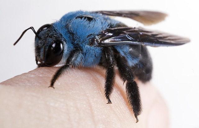 18個「沒在管老天爺安排」的獨特顏色物種　藍色蜜蜂越看越不真實～