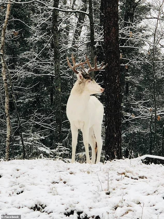 後院發現「雪之領主」超美白鹿　牠如同王者降臨」踏過冰天雪地」：根本神話生物！