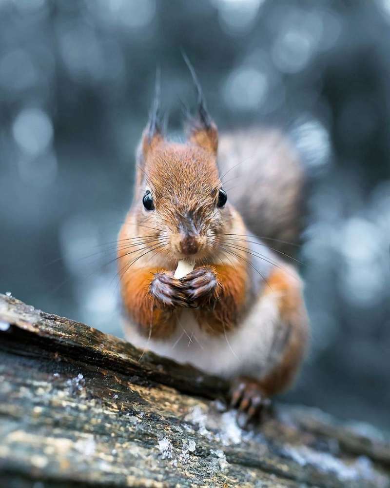 攝影師把芬蘭森林裡的野生動物當成超模　每一張照片都美到超不真實