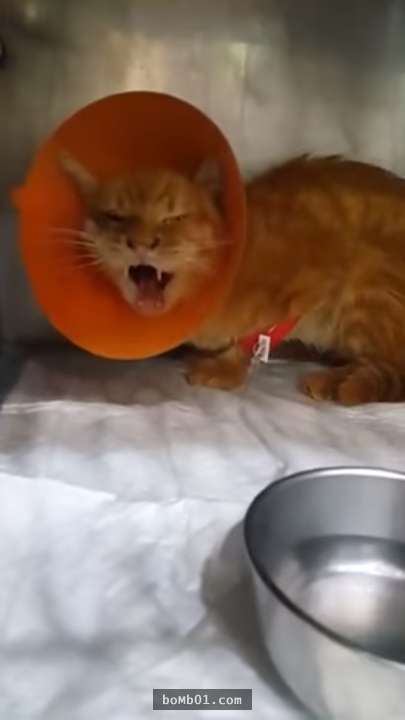 獸醫診斷腎衰的老貓依然還可以救治，怎知主人卻說出讓貓咪瞬間激動哭喊的「三個字」…