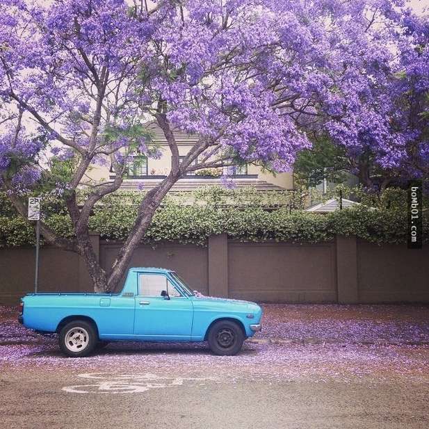 為什麼人們都說藍花楹是世界上最美麗的樹？看看澳洲讓人窒息的美你就會明白了。