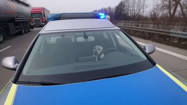 警察忙完傻眼看到「陌生狗狗佔領警車」　打開車門又看到另一隻瞬間哭笑不得