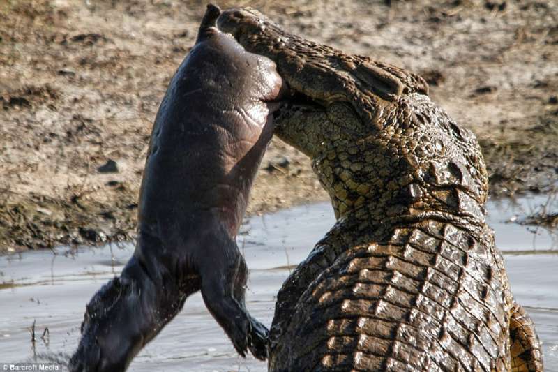 鱷魚趁母河馬不在「狠咬河馬寶寶」　河馬媽媽回來看見…爆氣衝上去教他做人