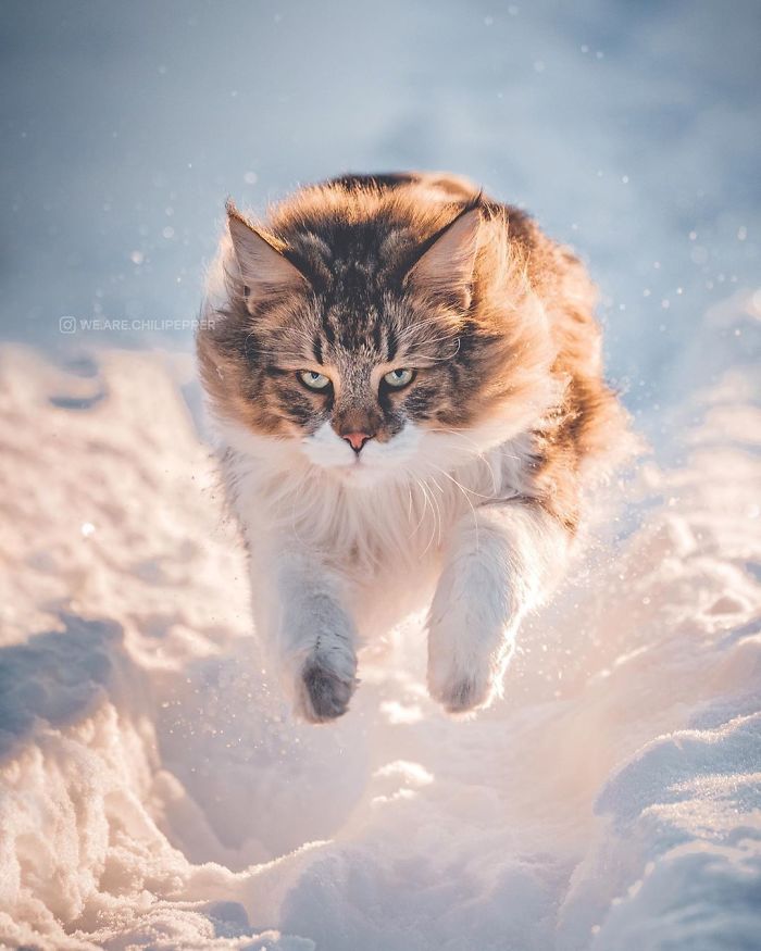 雪地神獸無誤！主人讓「挪威森林貓」外出玩雪　牠化身小獅子拍出滿滿美照