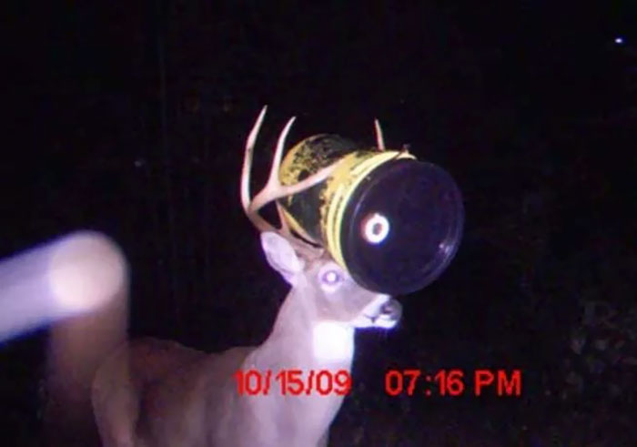 3隻鹿身體貼在一起在幹嘛？　20張「拍到動物也瘋狂」的隱藏攝影機照片