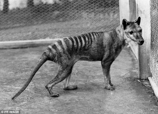 科學家成功提取「完整DNA序列」計畫讓絕種的袋狼復活，以後就會有「克隆袋狼」出現在世界上