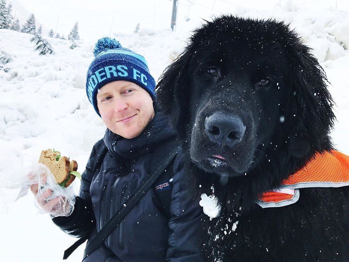 養到熊無誤！主人曬超巨大「紐芬蘭犬」各種萌照　雪地裡照躺：有厚毛不冷啦～