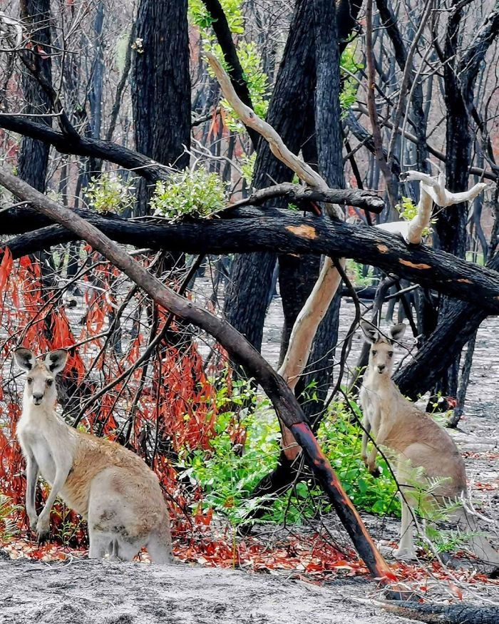森林不再是一片焦黑　澳洲復甦「緩慢冒出新生」連小袋鼠也重返家園