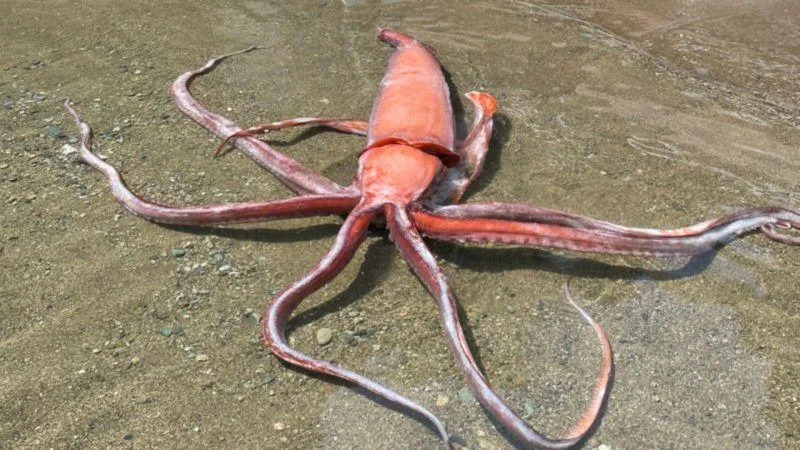 明明住深海！日本海岸竟冒出「3公尺大王魷魚」　網憂：會有大地震？