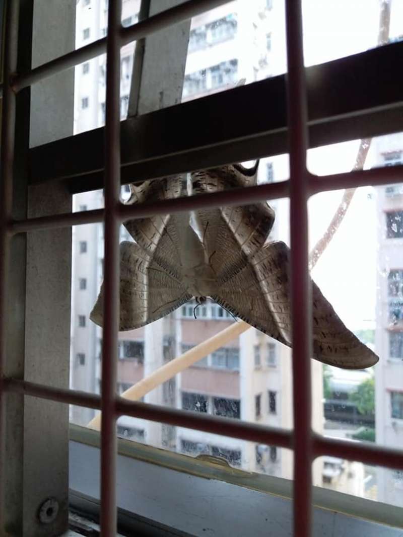 超大一隻飛蛾停留6小時「想闖進家裡」　他嚇呆：從沒見過那麼大的