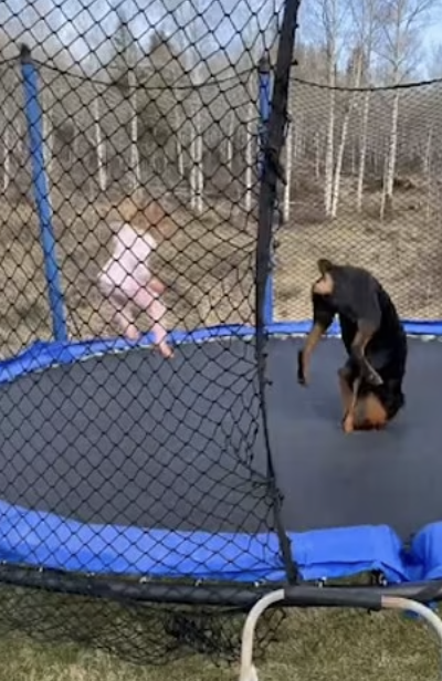 就像養了2個小孩！3歲女娃和狗狗「瘋玩跳跳床」　互動讓大家笑了：最純粹的快樂