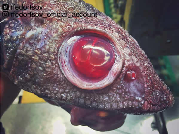 戰鬥民族漁夫分享「他捕獲的各種珍奇深海生物」，第一隻根本是異形吧！