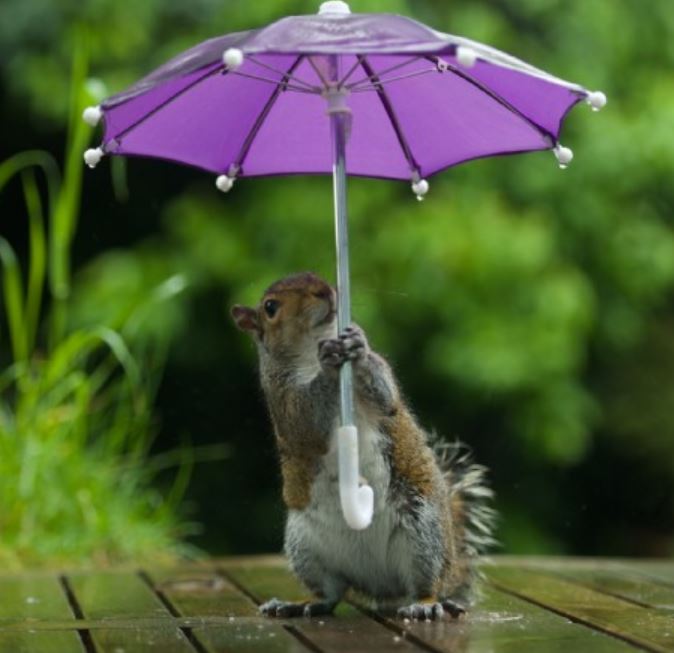 工讀生出來！他在野外放道具「給小松鼠自由發揮」　拍出激萌畫面：下雨天還會撐傘