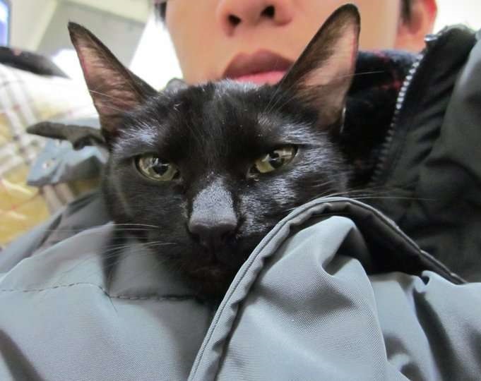 旅日網友開監視器看愛貓　一個背影讓他淚崩：想買機票衝回來！