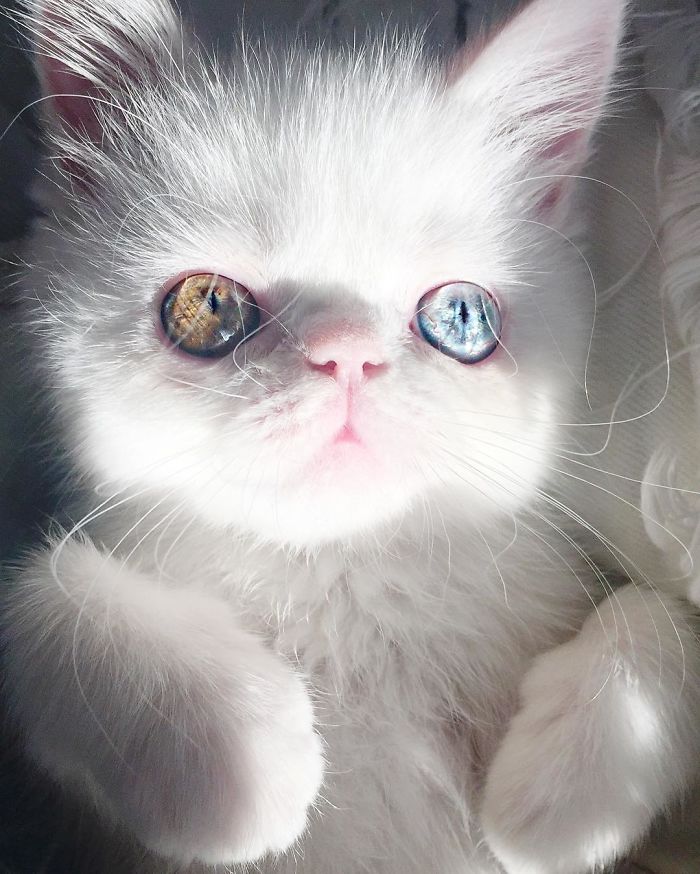超激萌小貓擁有世上最催眠的雙眼，當陽光照到她的眼睛「散發出珠寶的光芒」美到無法直視！