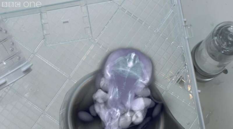倉鼠為什麼可以塞這麼多食物　X光照出「神奇口袋」比哆啦A夢的百寶袋更厲害