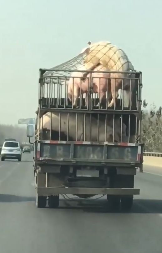 載豬貨車出現死了都要愛的一幕，網友驚見2隻豬在國道「車震」秒拿出手機拍下畫面！（內有影片）