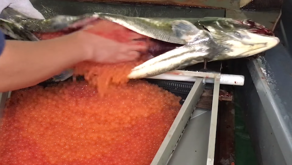 徒手幫一大盆鮭魚卵授孕　日本復育鮭魚方式大公開