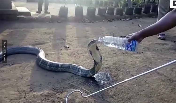 眼鏡蛇王受不了旱災「闖進村內討水喝」，驚險的喂水過程讓網友都心驚膽跳！