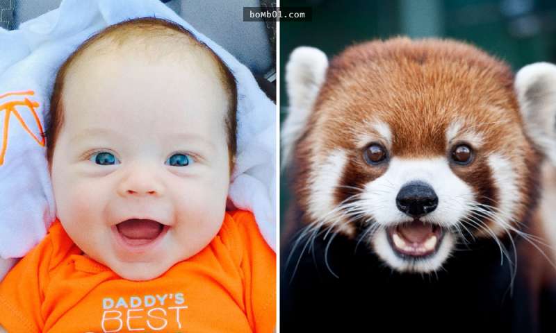15張證明「動物真的擁有和人類小孩一樣情感」的表情對比圖。