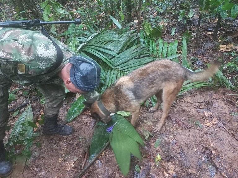 尋獲受困雨林4姊弟！搜救犬仍失蹤　軍方不願放棄：「找到牠才算完成任務」