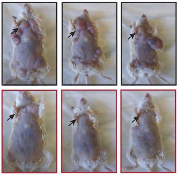 抗癌大突破！　學者發明免疫療法「一次殺光身體癌細胞」　老鼠變回健康…準備進行人體實驗