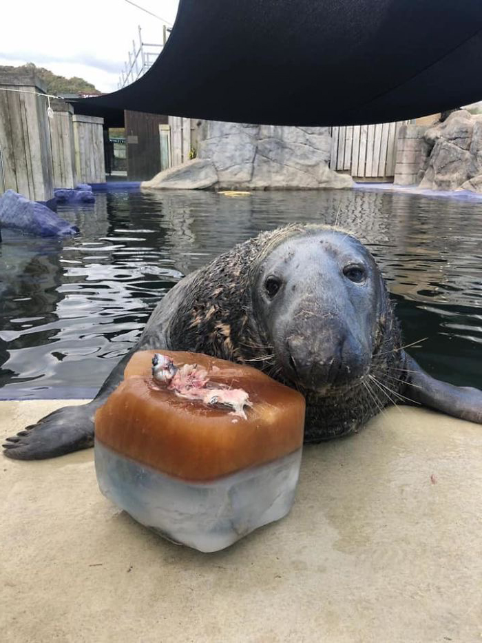 海豹先生過31歲生日！牠收到最愛「魚魚蛋糕」快流口水　瞇眼燦笑：謝謝泥們❤️