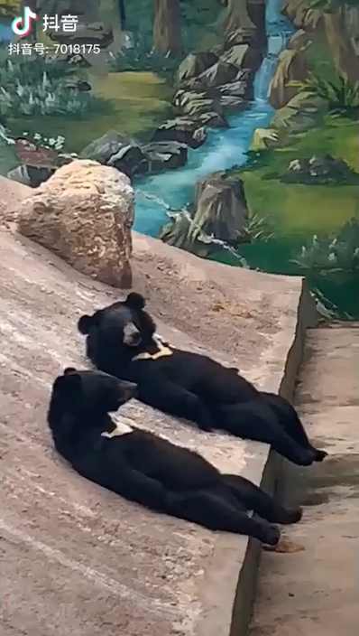 2隻黑熊「腳腳懸空」躺坡上聊天　看到鏡頭還舉手：嗨！