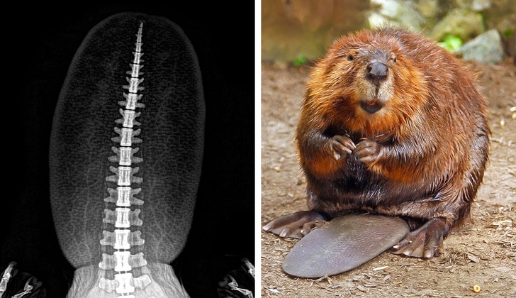 15張「連獸醫都沒完整見過」的動物X光圖　刺蝟一照才發現胃裡有秘密！