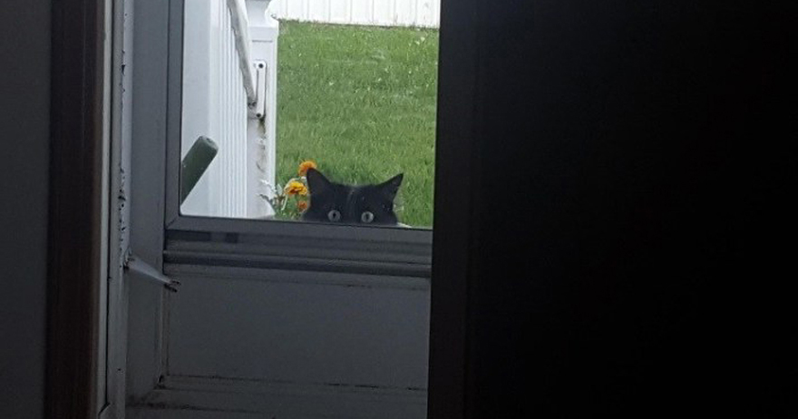 黑貓躲門外「探頭探腦」　主人認出熟悉臉孔笑了：是回來探親嗎？
