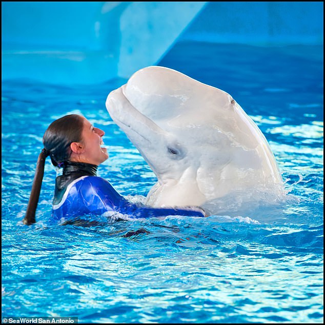 等不及出生啦！獸醫幫白鯨媽照超音波　看寶寶「一臉甜笑」游泳：泥悶好～