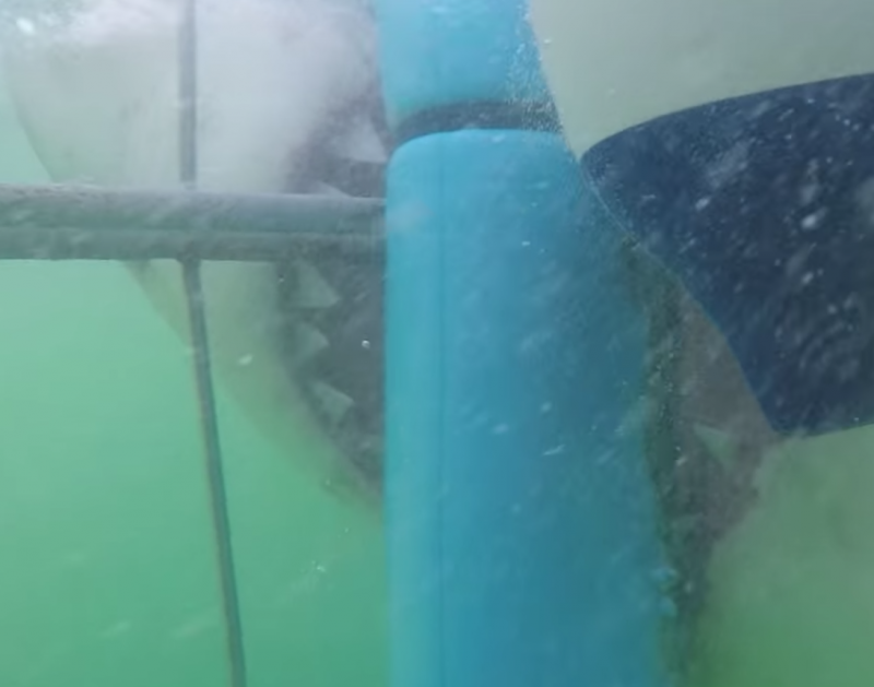 3公尺長大白鯊瘋狂攻擊　女遊客嚇到尖叫：我還活著嗎？