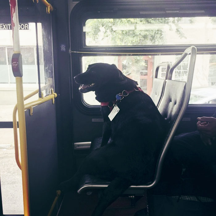 這隻就是「每天都會自己去搭公車」的超聰明狗狗，還會認出目的地然後自己下車！