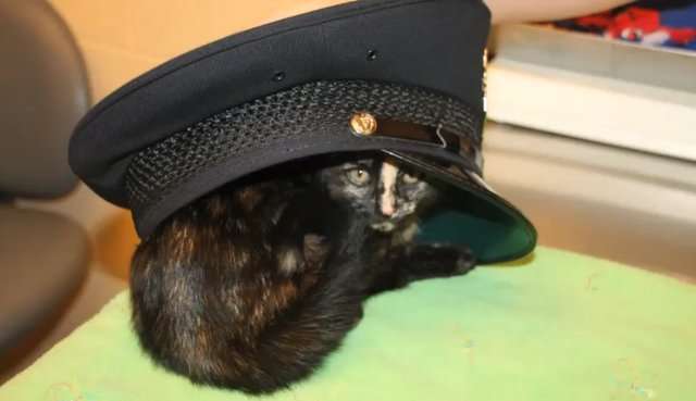 「不要怕，我來救你了！」　員警勇救在高速公路受驚嚇的貓咪