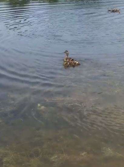 管理員把10隻孤兒小鴨丟入池中　「母愛奇蹟」竟真的發生了！