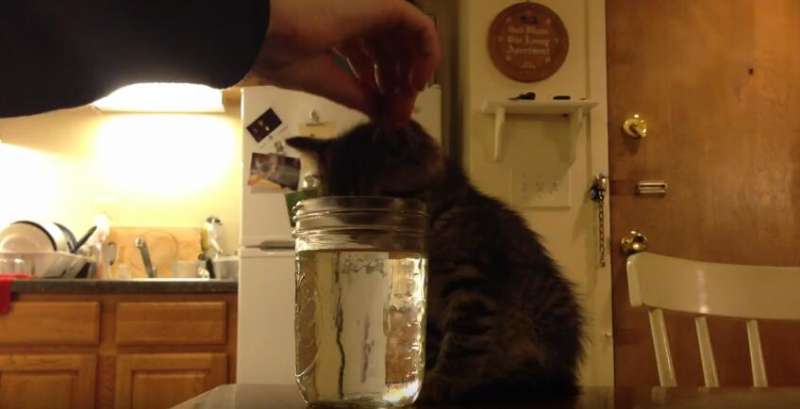 小貓頭伸進水瓶裡一動不動　主人擔心走近查看卻一秒笑噴
