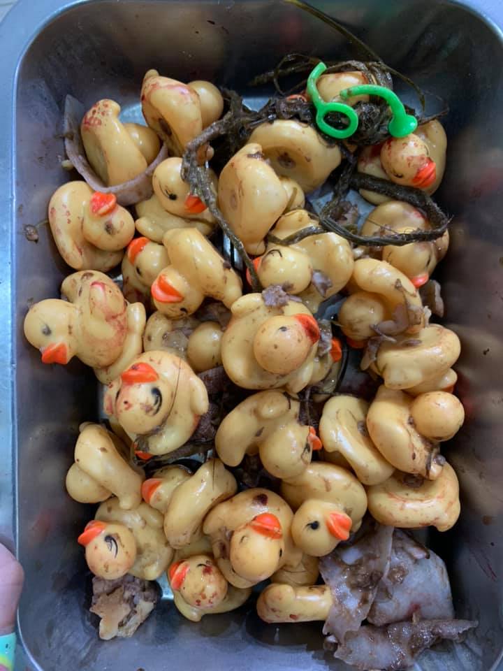 大狗吞「32隻黃色小鴨」急送醫　獸醫警告：拜託不要再買這些玩具給毛孩