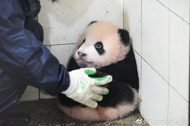 清潔阿姨把熊貓寶寶抱到角落不要牠妨礙打掃，打掃完後轉頭看牠…瞬間笑到岔氣！