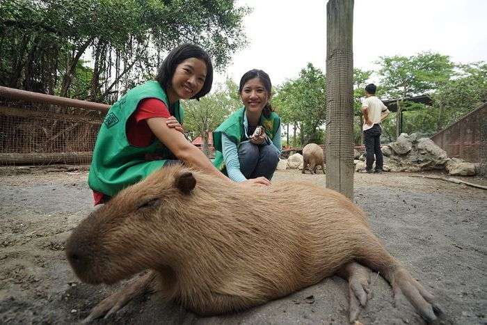動物明星「水豚君」在南台灣欸！　不必去日本就可以看到　在地人直呼：拜託低調點