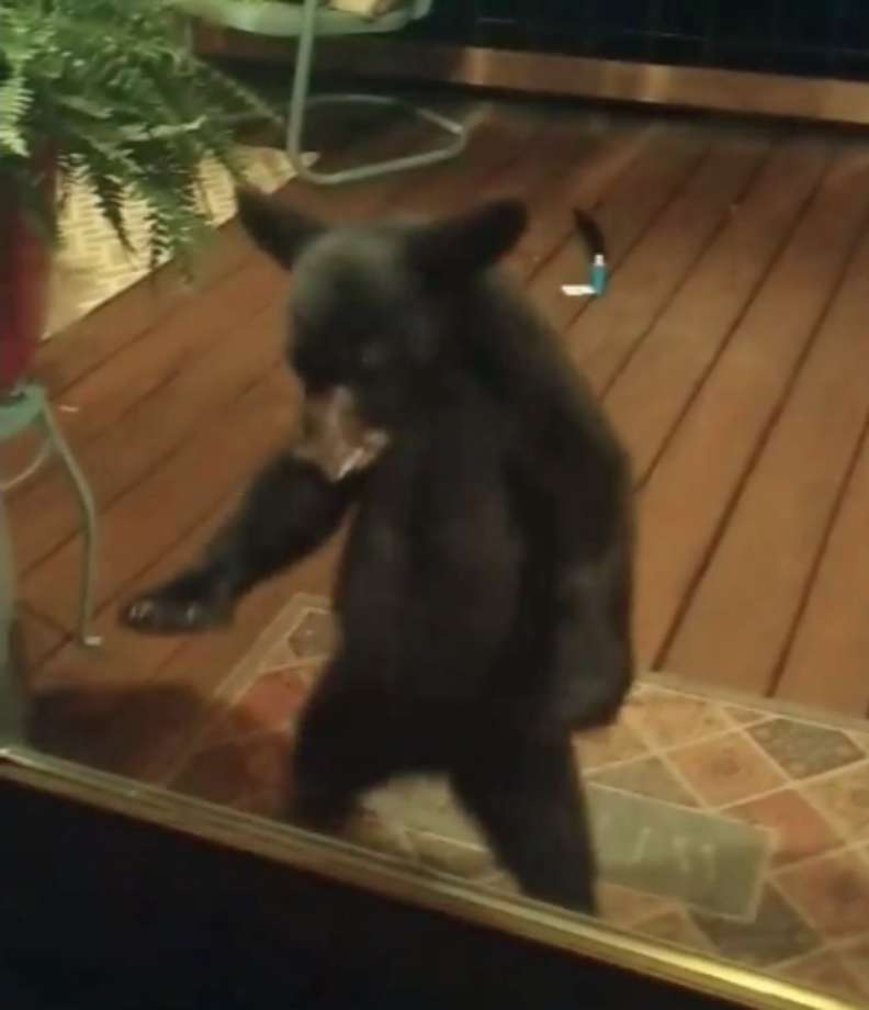 踹共啦！熊寶寶竟來拍玻璃　下秒「媽媽現身管教」：就說不要靠近陌生人啦～