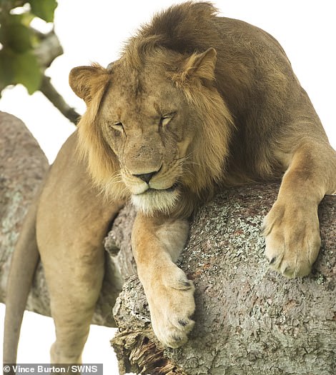獅子先生不小心睡到「露出大貓模樣」　一臉憨呆全被攝影師拍下來