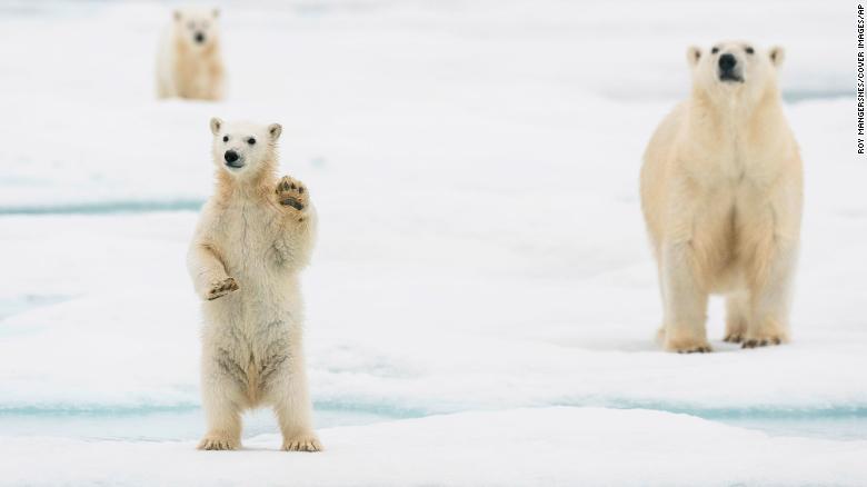 北極熊出現新種！　「體型變小、狩獵模式改變」更加適應氣候