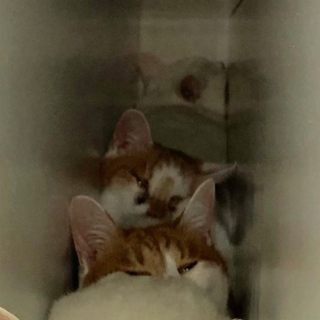 陌生客人來…4隻貓咪受驚「全躲櫃子裡」　網笑：貓咪的防空洞～