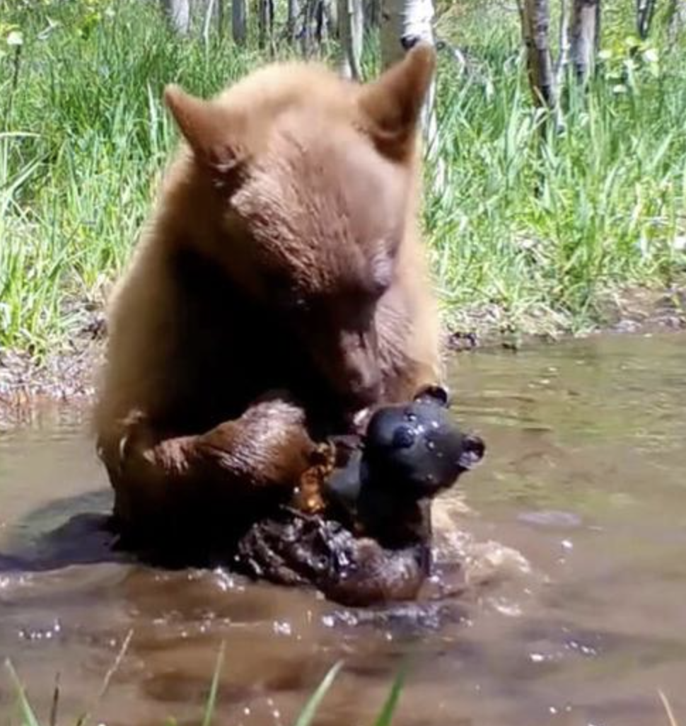 失去家人！孤兒小熊負傷後「越獄」　野外找到「小黑熊玩偶」抱著它洗澡澡♡