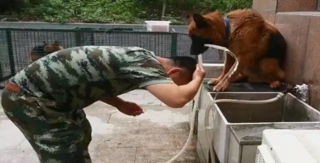 川震搜救犬「沈虎」14歲高齡走了！　領犬員當年求「帶戰友退伍」：疼你到最後