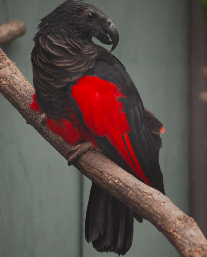 鳥中貴族！極罕見「純黑紅色鸚鵡」羽色超獨特　「墨水黑披風」展現滿滿霸氣