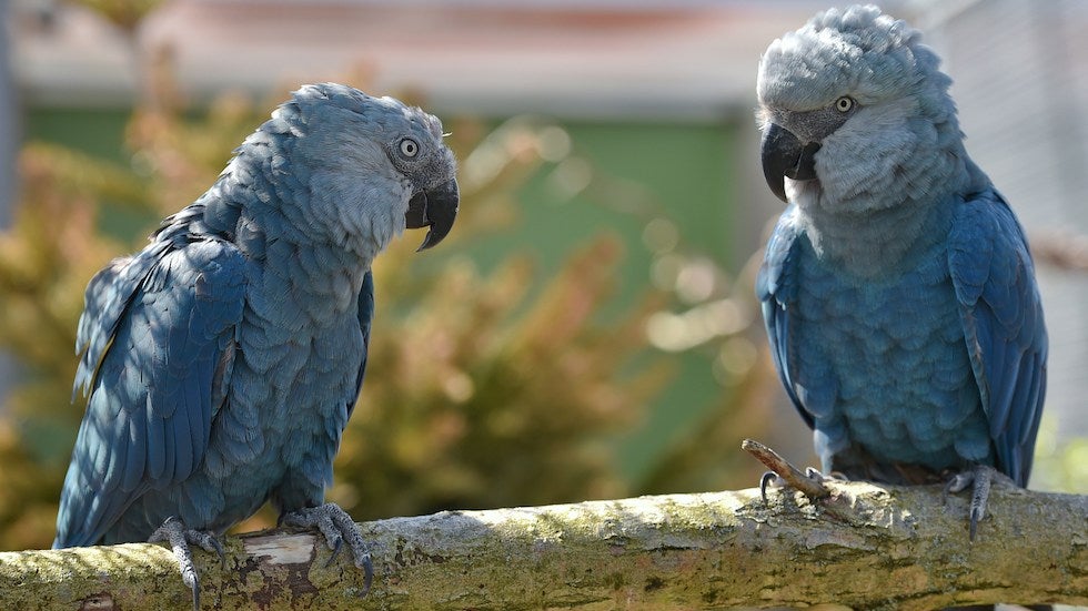 《里約大冒險》中的藍色鸚鵡再也不復見！　科學家正式宣佈：野外完全滅絕