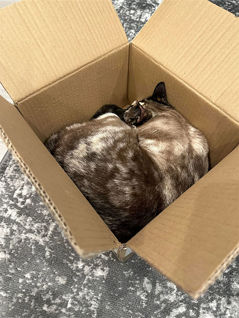 貓咪鑽紙箱誤被主人「打包退貨」　6天送千里外竟毫髮無傷