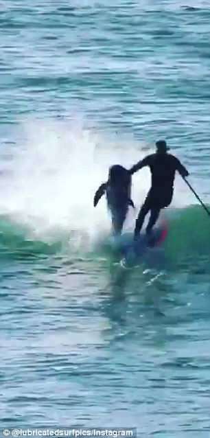 衝浪男看著一群海豚覓食以為會沒事　下一秒「被撞飛」超慘